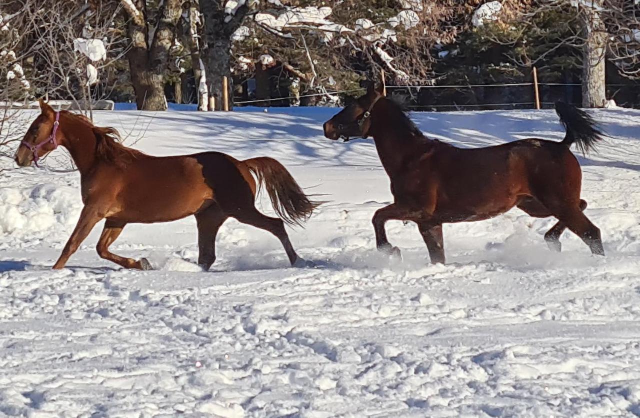 Haras De Seranon Villa Kültér fotó