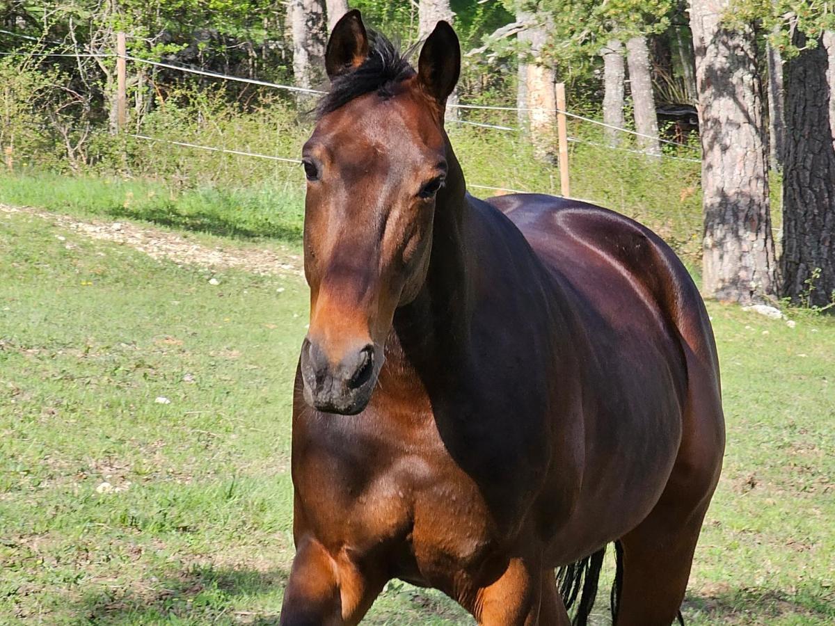 Haras De Seranon Villa Kültér fotó